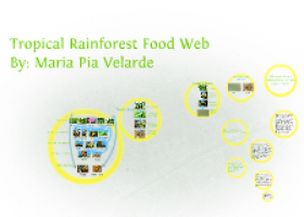 Tropical Rainforest Food Web | Recurso educativo 749972