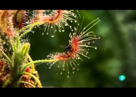 Planta carnívora capturant insectes. | Recurso educativo 754724