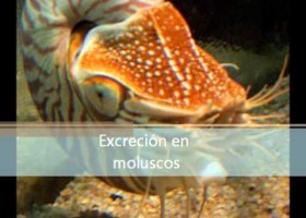 Excreció en invertebrats | Recurso educativo 759597