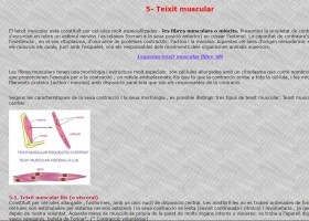 Teixit muscular | Recurso educativo 762697