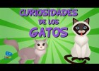 Curiositats dels gats | Recurso educativo 766929