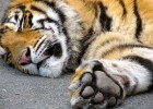 Pata de tigre | Recurso educativo 772165