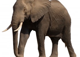 Elefante | Recurso educativo 772189