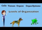 Cells, Tissues, Organs and Organ Systems | Recurso educativo 777971