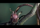 Attack of the Killer Fungi | Planet Earth | BBC Earth | Recurso educativo 779594