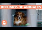Los refugios de animales | Recurso educativo 782246