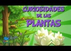 Curiosidades de las plantas | Recurso educativo 787502