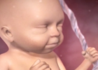 Inside pregnancy: weeks 21-27 (Video) | Recurso educativo 787809