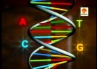 Duplicación de ADN | Recurso educativo 789876