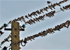 Peligra la migración de las aves | Recurso educativo 7902634