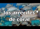 El asombroso mundo de los arrecifes de coral | Recurso educativo 7903003