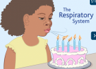 Lungs and Respiratory System | Recurso educativo 733560