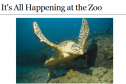 Webquest: It's all happening at the zoo | Recurso educativo 51649