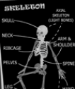 Skeleton | Recurso educativo 52820