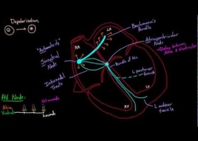 Electrical System of the Heart | Recurso educativo 113814