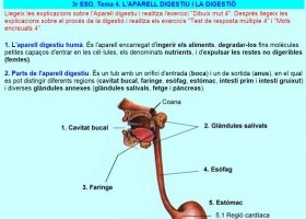 La digestió | Recurso educativo 736745