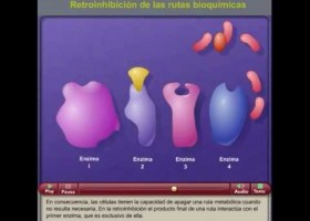 Rutas metabólicas y retroinhibición | Recurso educativo 751922