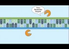 Recombinant DNA Process | Recurso educativo 769767