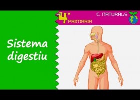 L'aparell digestiu | Recurso educativo 774636